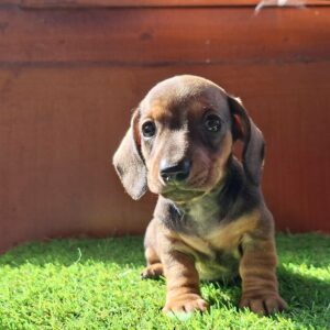 Olaf Miniature Dachshund Olaf Miniature Dachshund