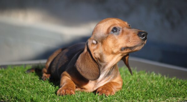 Olaf Miniature Dachshund Olaf Miniature Dachshund
