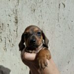 Olaf-male-miniature-dachshund-puppy-for-sale- (7)