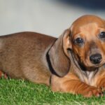 Olaf-male-miniature-dachshund-puppy-for-sale- (7)