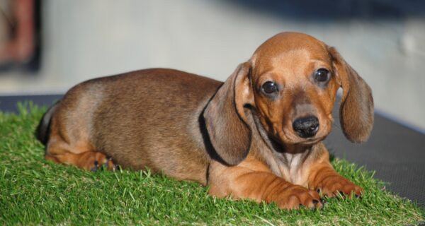 Olaf Miniature Dachshund Olaf Miniature Dachshund