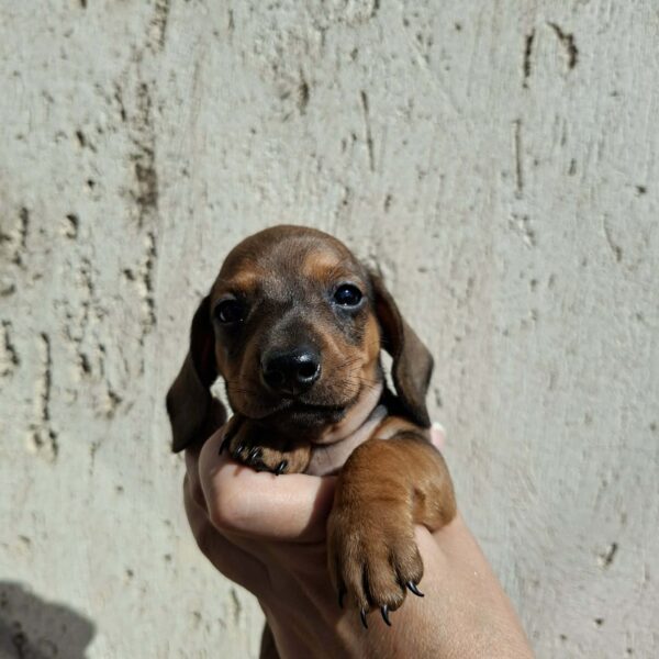 Olaf Miniature Dachshund Olaf Miniature Dachshund