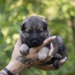 Older-male-German-shepherd-puppy-for-sale-1 (1)