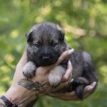 Older-male-German-shepherd-puppy-for-sale-1 (2)