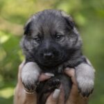 Older-male-German-shepherd-puppy-for-sale-1 (3)