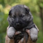 Older-male-German-shepherd-puppy-for-sale-1 (4)
