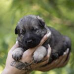 Older-male-German-shepherd-puppy-for-sale-1 (5)