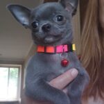 Olen-male-Chihuahua-puppy-for-sale-1 (2)