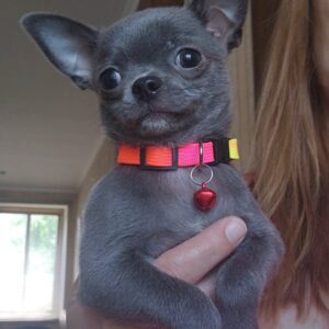 Olen Chihuahua Olen Chihuahua