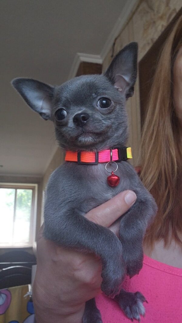 Olen Chihuahua Olen Chihuahua