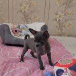 Olen-male-Chihuahua-puppy-for-sale-1 (3)(1)