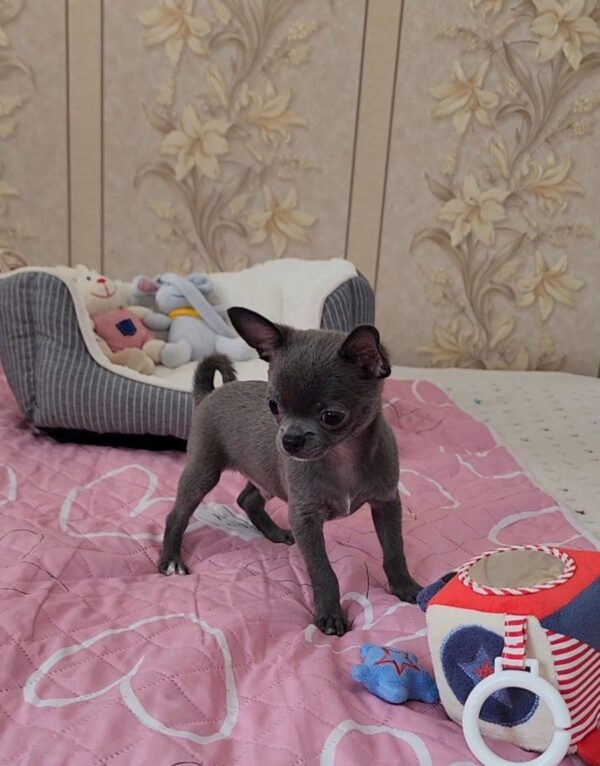 Olen Chihuahua Olen Chihuahua