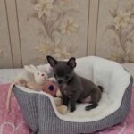 Olen-male-Chihuahua-puppy-for-sale-1 (4)(1)