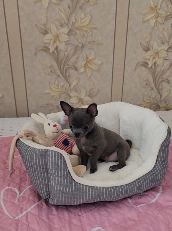 Olen Chihuahua Olen Chihuahua