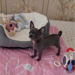 Olen-male-Chihuahua-puppy-for-sale-1 (5)(1)