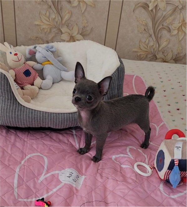 Olen Chihuahua Olen Chihuahua