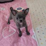 Olen-male-Chihuahua-puppy-for-sale-1 (6)(1)