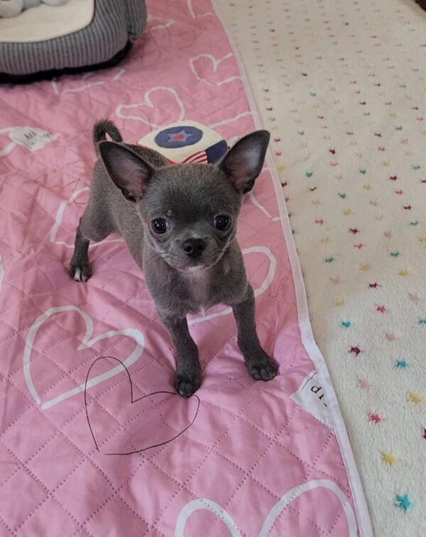 Olen Chihuahua Olen Chihuahua
