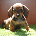 Oliva-female-miniature-dachshund-puppy-for-sale- (1)