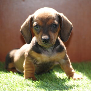 Oliva Miniature Dachshund Oliva Miniature Dachshund