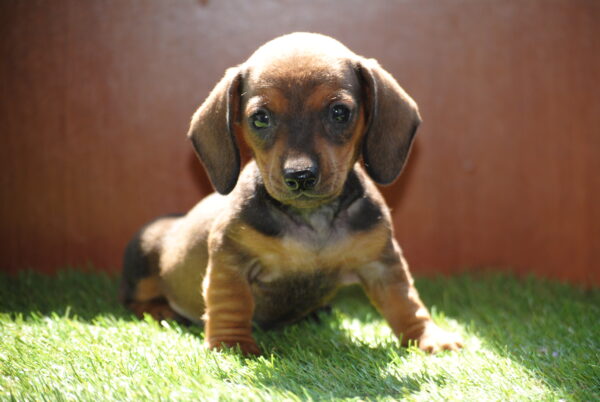Oliva Miniature Dachshund Oliva Miniature Dachshund