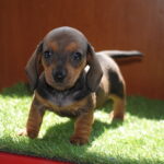Oliva-female-miniature-dachshund-puppy-for-sale- (2)