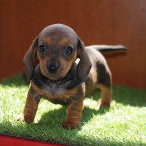 Oliva Miniature Dachshund Oliva Miniature Dachshund