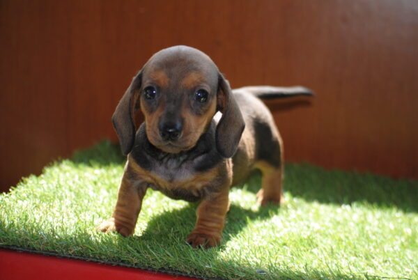 Oliva Miniature Dachshund Oliva Miniature Dachshund