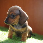 Oliva-female-miniature-dachshund-puppy-for-sale- (3)