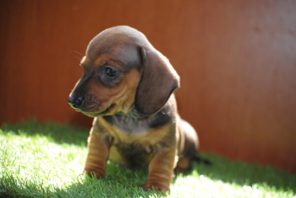 Oliva Miniature Dachshund Oliva Miniature Dachshund