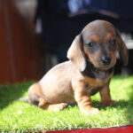 Oliva-female-miniature-dachshund-puppy-for-sale- (4)
