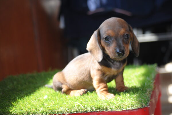 Oliva Miniature Dachshund Oliva Miniature Dachshund