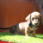 Oliva-female-miniature-dachshund-puppy-for-sale- (5)