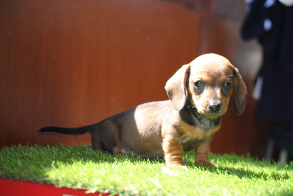 Oliva Miniature Dachshund Oliva Miniature Dachshund