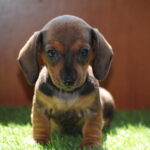 Oliva-female-miniature-dachshund-puppy-for-sale- (6)