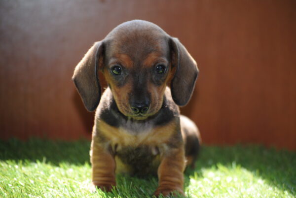Oliva Miniature Dachshund Oliva Miniature Dachshund
