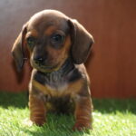 Oliva-female-miniature-dachshund-puppy-for-sale- (7)