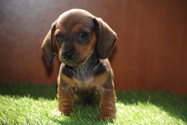 Oliva Miniature Dachshund Oliva Miniature Dachshund
