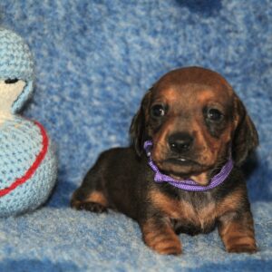 Oliva Miniature Dachshund Oliva Miniature Dachshund