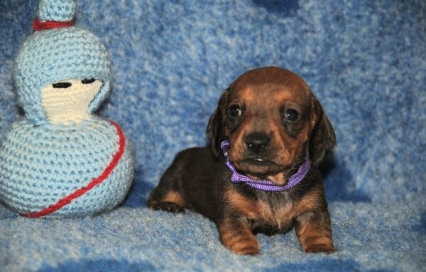 Oliva Miniature Dachshund Oliva Miniature Dachshund
