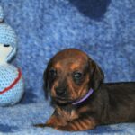 Oliva-red-miniature-dachshund-puppy-for-sale- (2)