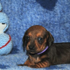 Oliva Miniature Dachshund Oliva Miniature Dachshund