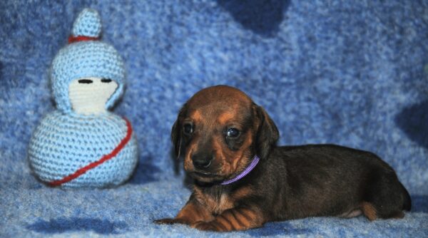 Oliva Miniature Dachshund Oliva Miniature Dachshund