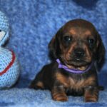 Oliva-red-miniature-dachshund-puppy-for-sale- (3)