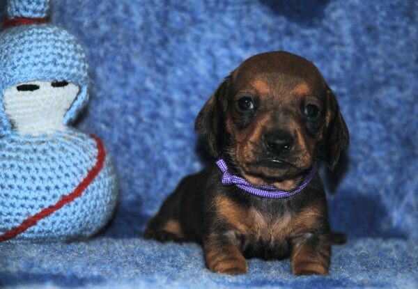 Oliva Miniature Dachshund Oliva Miniature Dachshund