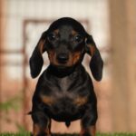 Oliver-male-miniature-dachshund-puppy-for-sale- (1)