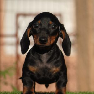 Oliver Miniature Dachshund Oliver Miniature Dachshund