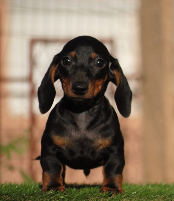 Oliver Miniature Dachshund Oliver Miniature Dachshund