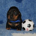Oliver-male-miniature-dachshund-puppy-for-sale- (1)