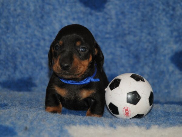 Oliver Miniature Dachshund Oliver Miniature Dachshund